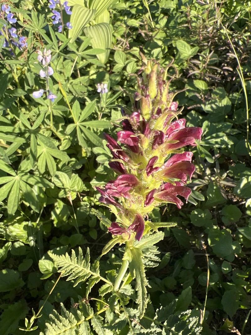 Pedicularis bracteosa var. atrosanguinea photo 3