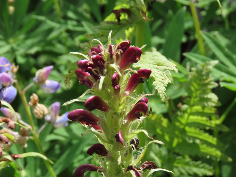 Pedicularis bracteosa var. atrosanguinea photo 4