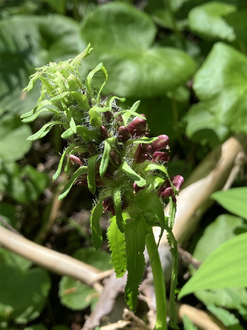 Pedicularis bracteosa var. atrosanguinea photo 5