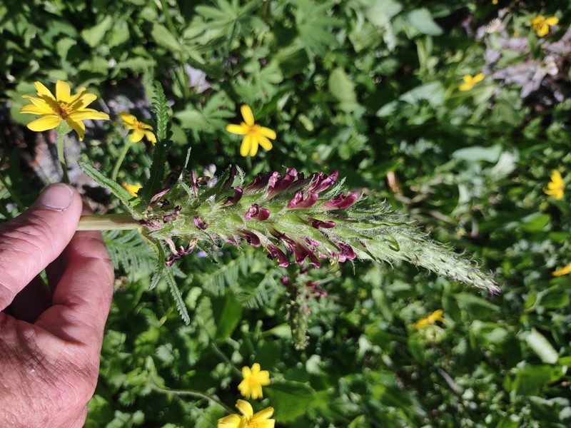 Pedicularis bracteosa var. atrosanguinea photo 6
