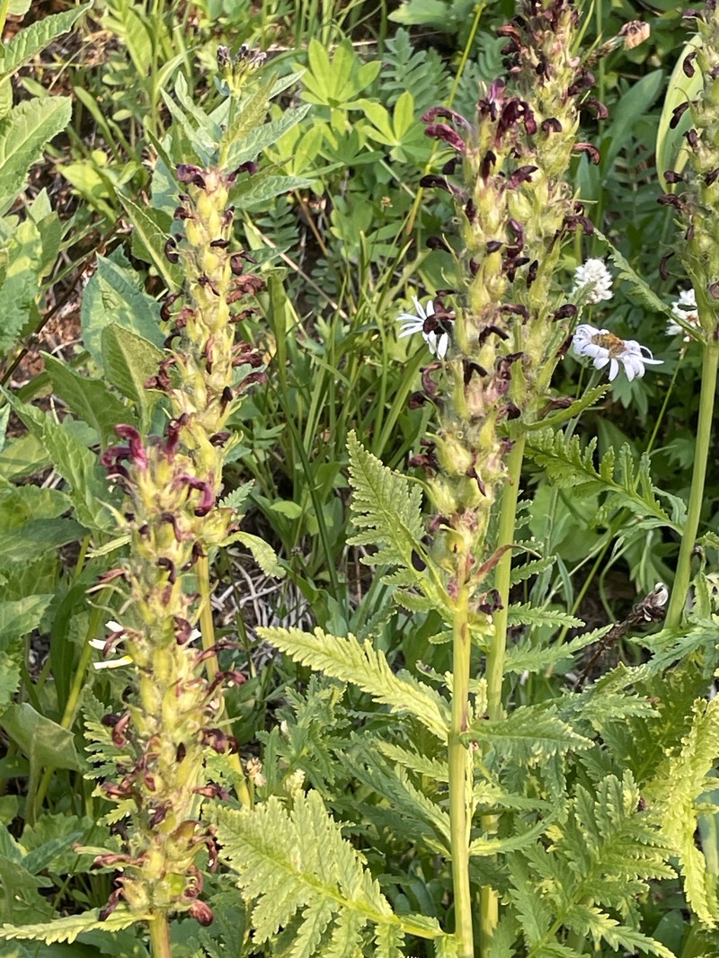 Pedicularis bracteosa var. atrosanguinea photo 7