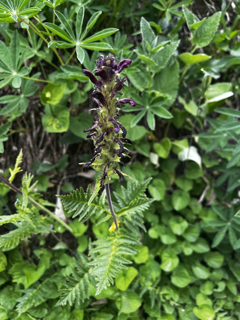 Pedicularis bracteosa var. atrosanguinea photo 8