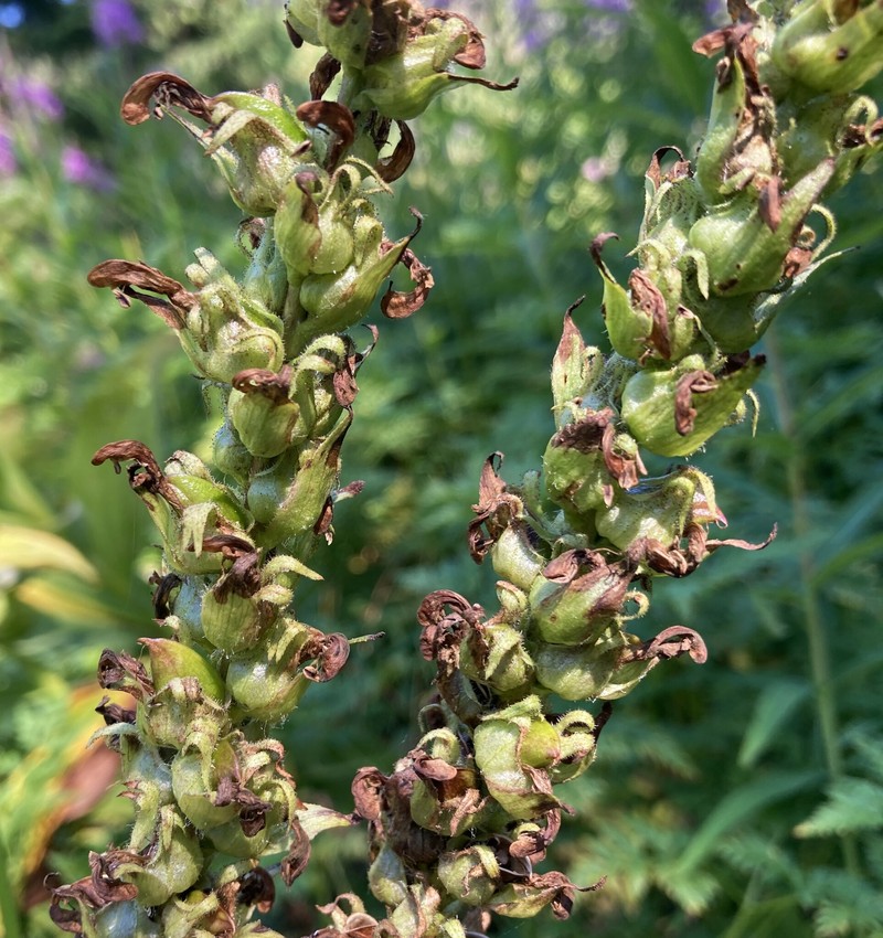 Pedicularis bracteosa var. bracteosa