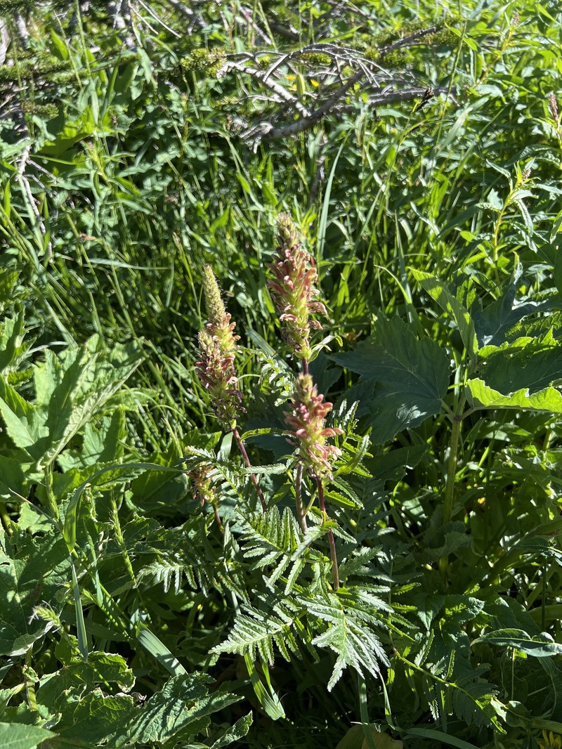 Pedicularis bracteosa var. bracteosa photo 2