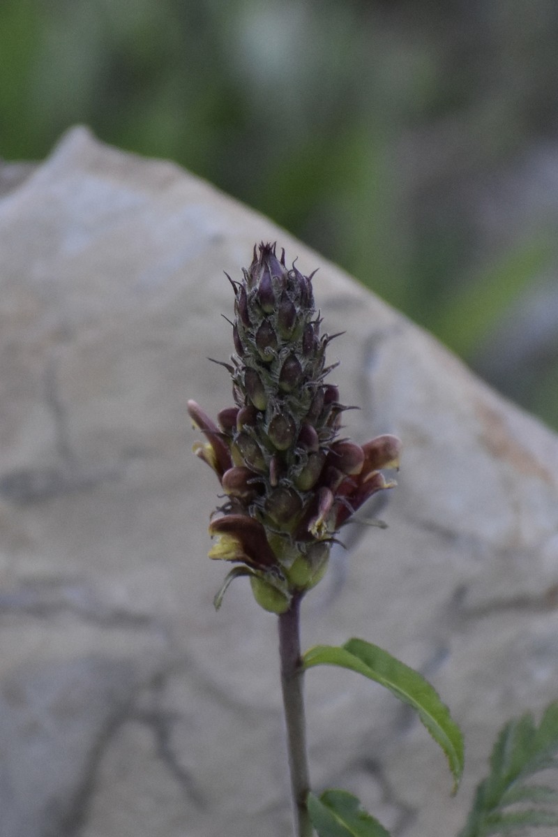 Pedicularis bracteosa var. bracteosa photo 3