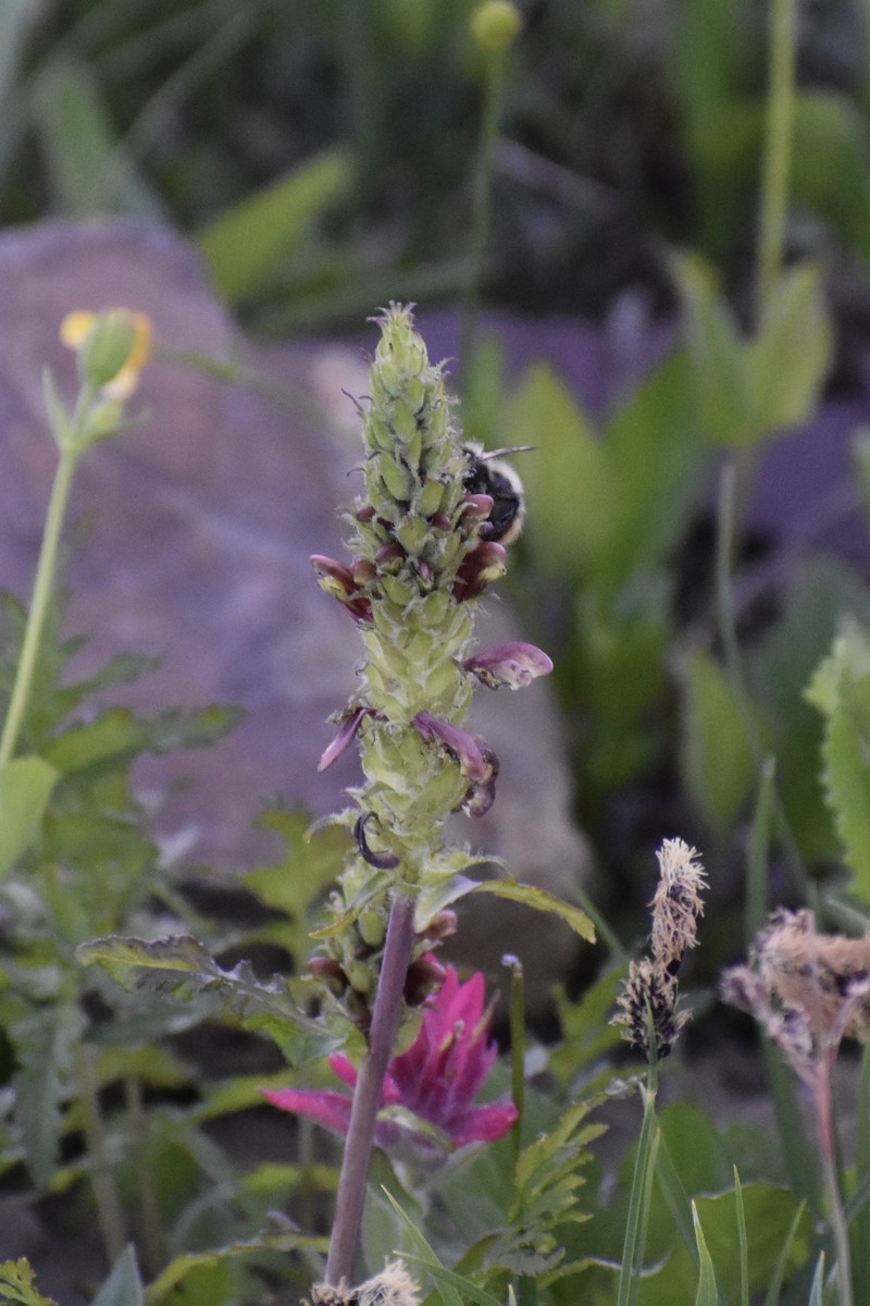 Pedicularis bracteosa var. bracteosa photo 4