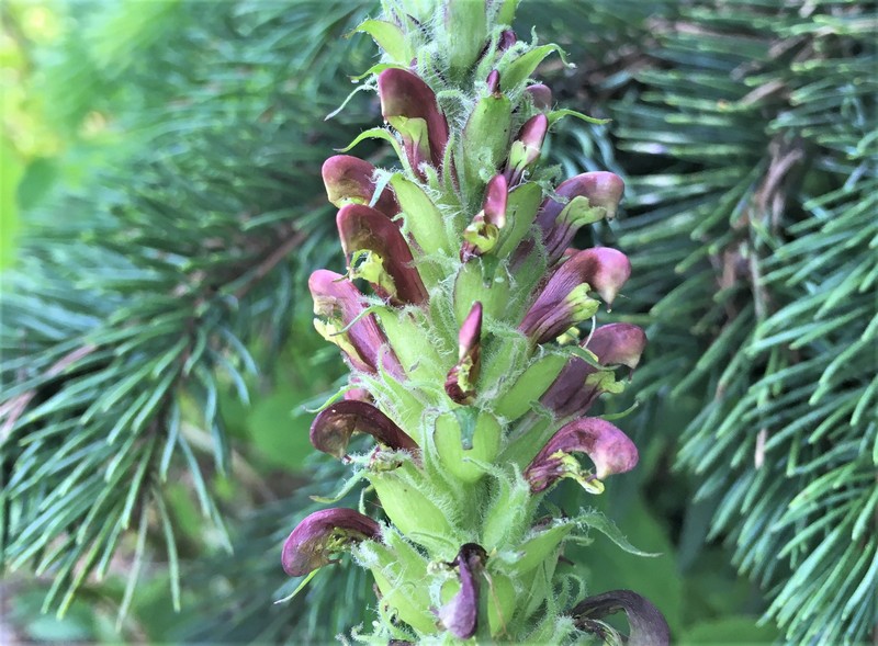 Pedicularis bracteosa var. bracteosa photo 5