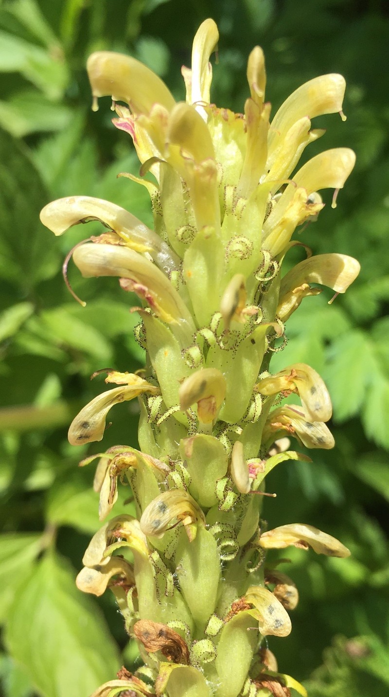 Pedicularis bracteosa var. bracteosa photo 6