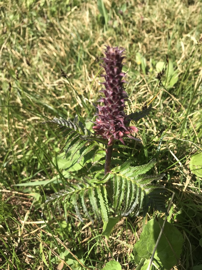 Pedicularis bracteosa var. bracteosa photo 7