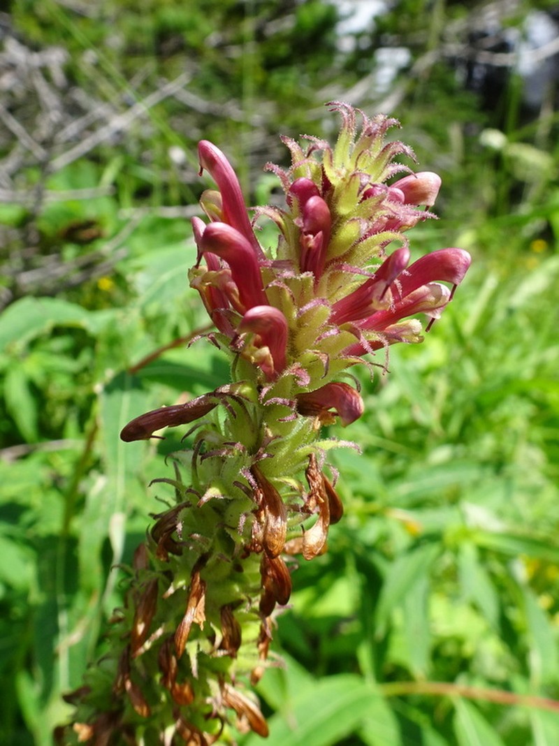 Pedicularis bracteosa var. bracteosa photo 8