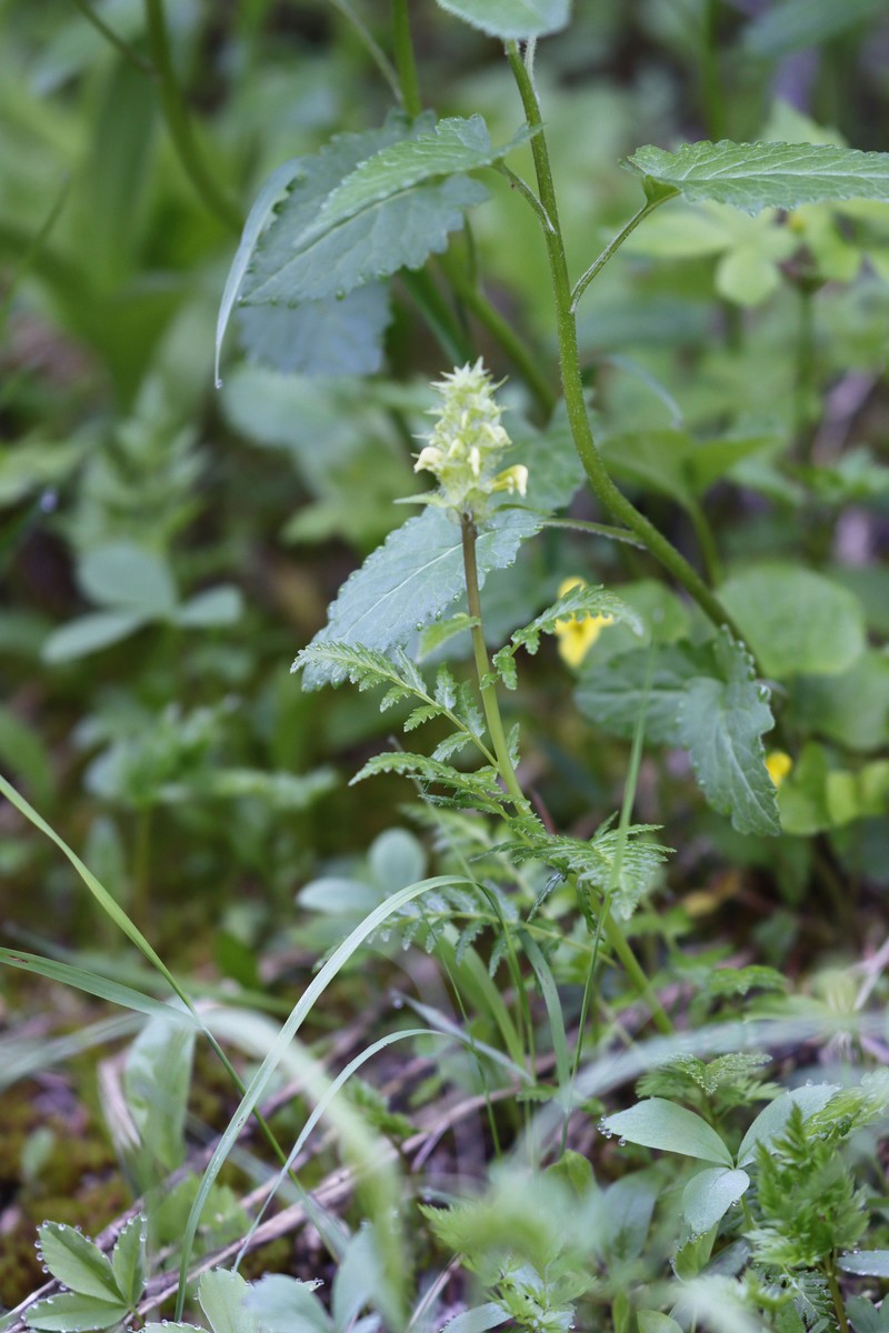 Pedicularis bracteosa var. canbyi