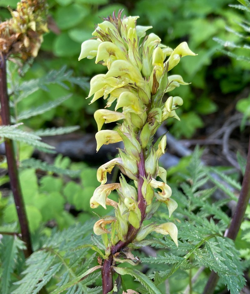 Pedicularis bracteosa var. canbyi photo 2
