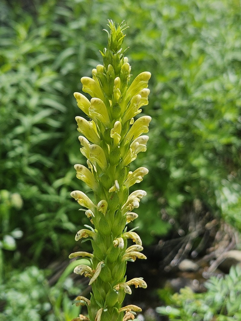 Pedicularis bracteosa var. flavida