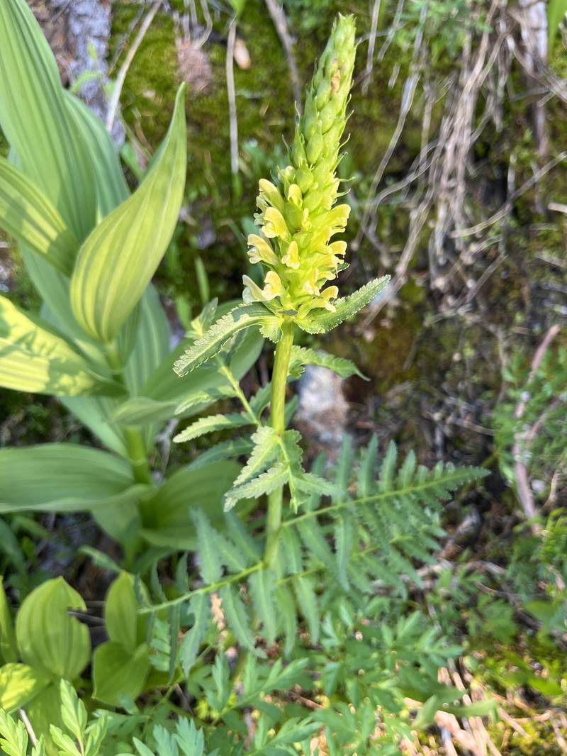 Pedicularis bracteosa var. flavida photo 2