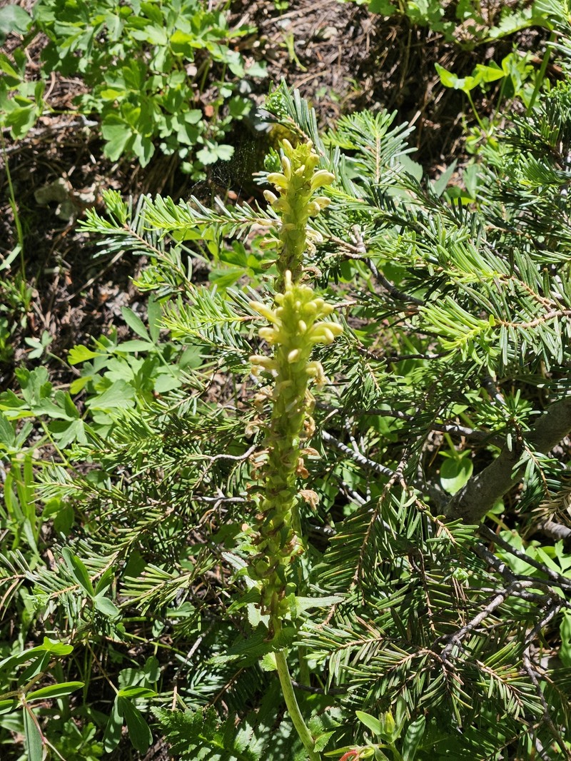 Pedicularis bracteosa var. flavida photo 3