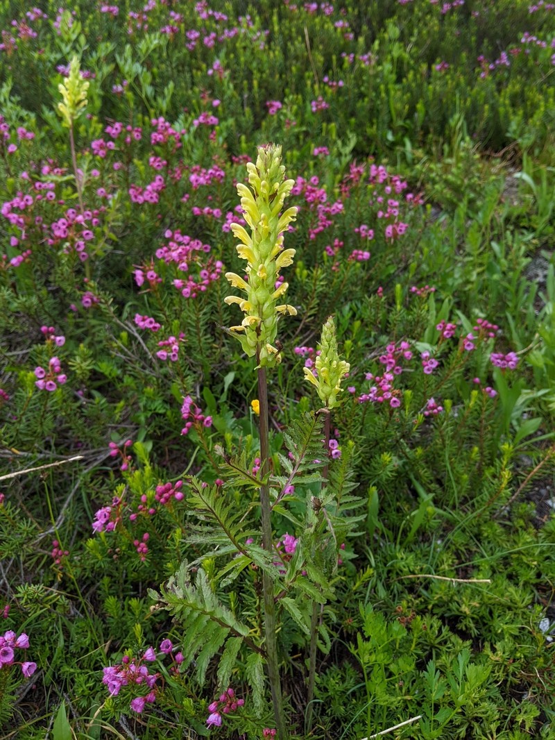 Pedicularis bracteosa var. flavida photo 4