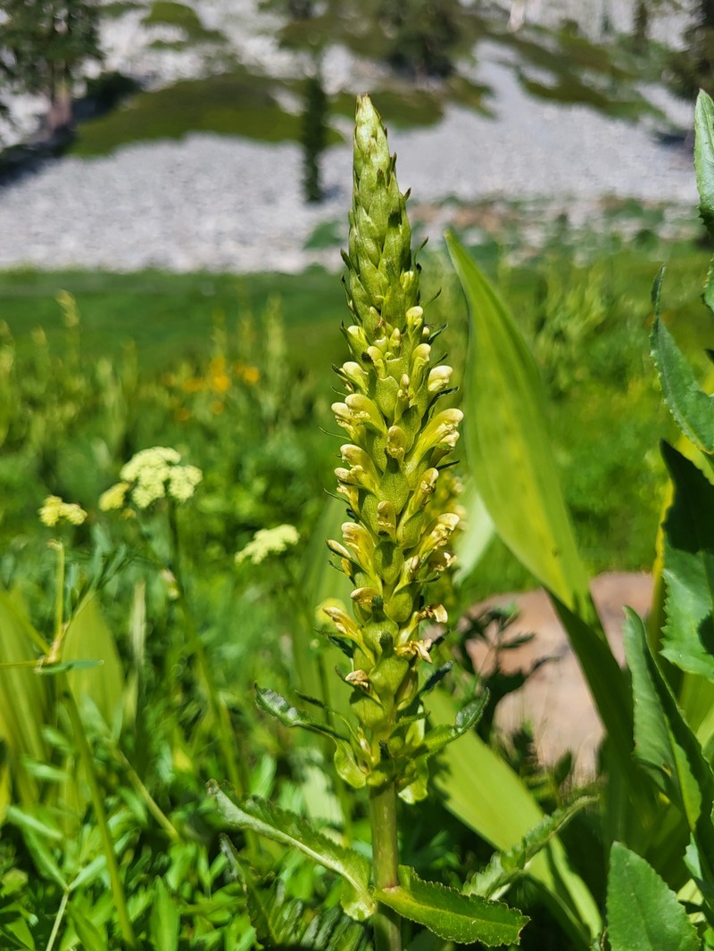 Pedicularis bracteosa var. flavida photo 5