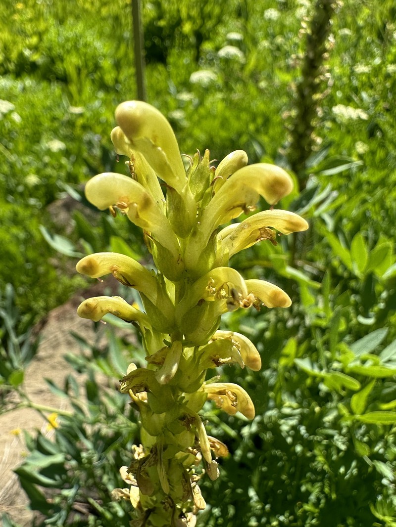 Pedicularis bracteosa var. flavida photo 6