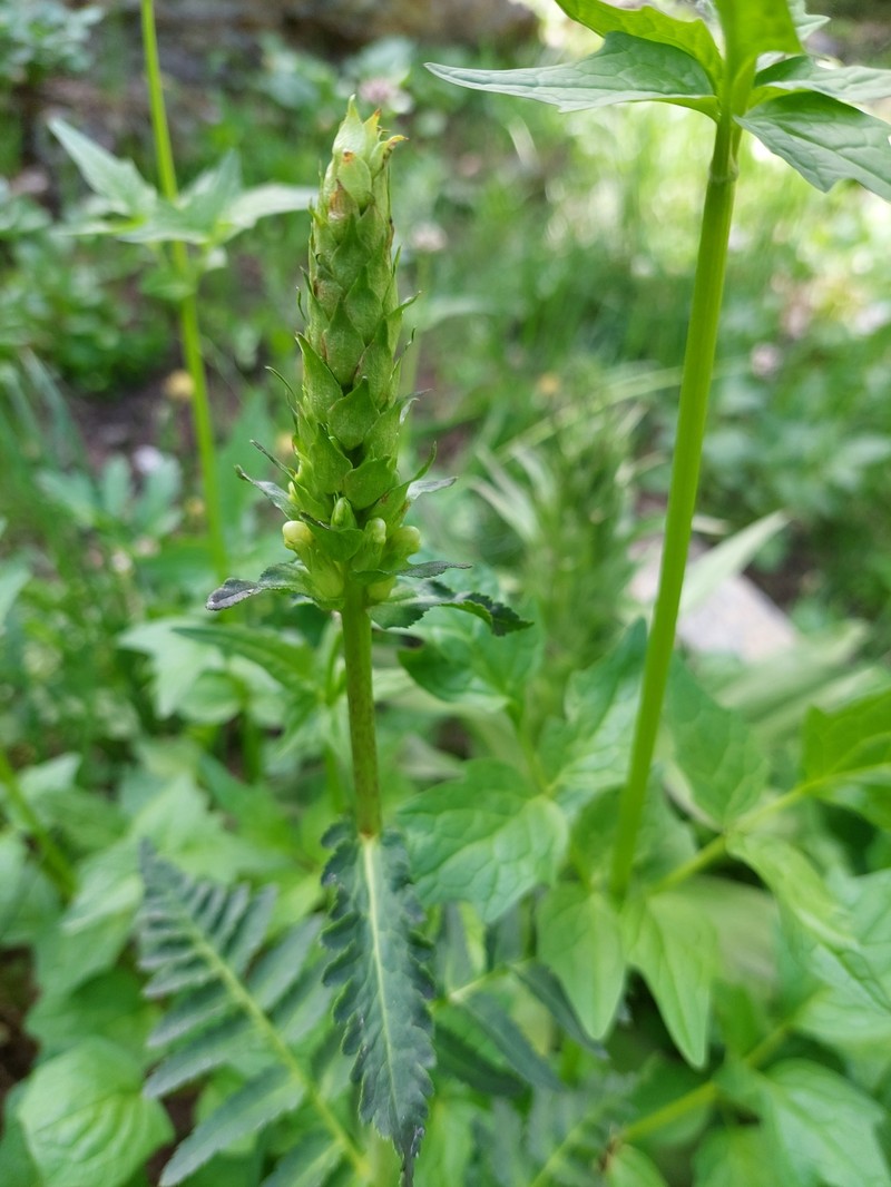 Pedicularis bracteosa var. flavida photo 7