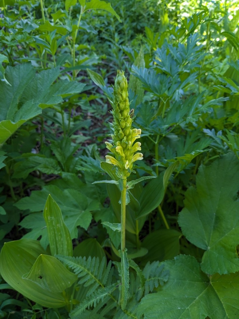 Pedicularis bracteosa var. flavida photo 8