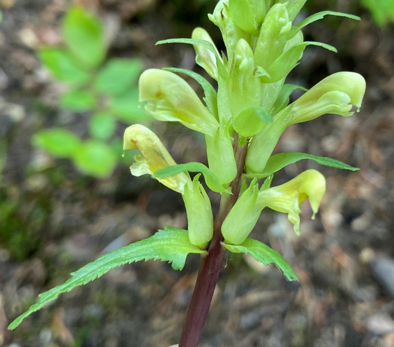 Pedicularis bracteosa var. latifolia