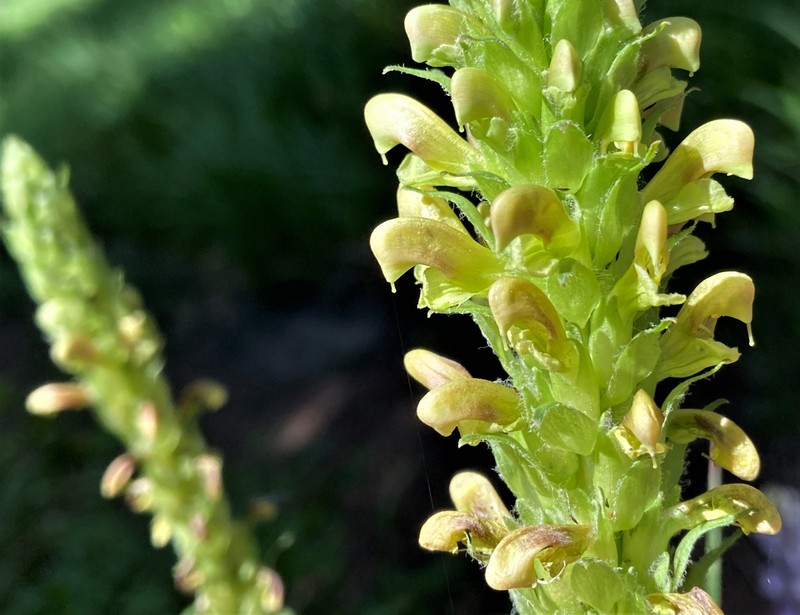 Pedicularis bracteosa var. latifolia photo 2