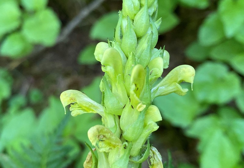 Pedicularis bracteosa var. latifolia photo 3