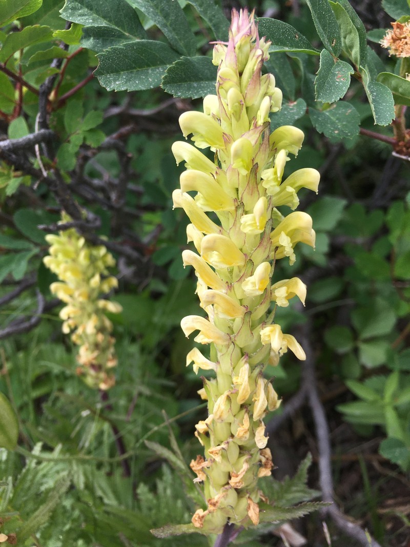 Pedicularis bracteosa var. latifolia photo 4
