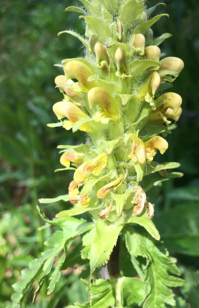 Pedicularis bracteosa var. latifolia photo 5