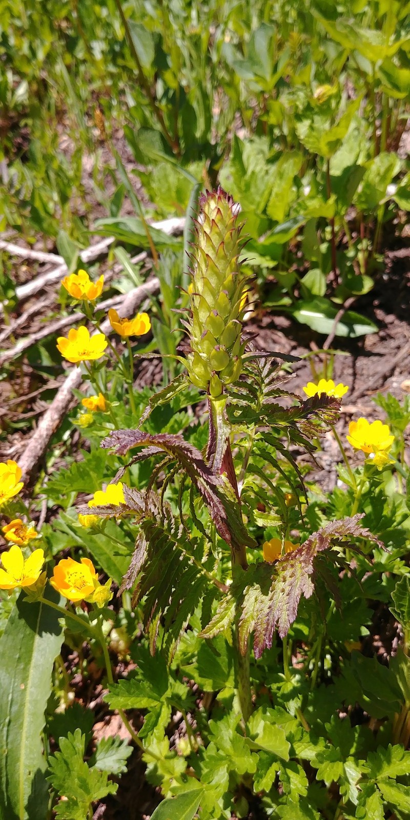 Pedicularis bracteosa var. latifolia photo 6