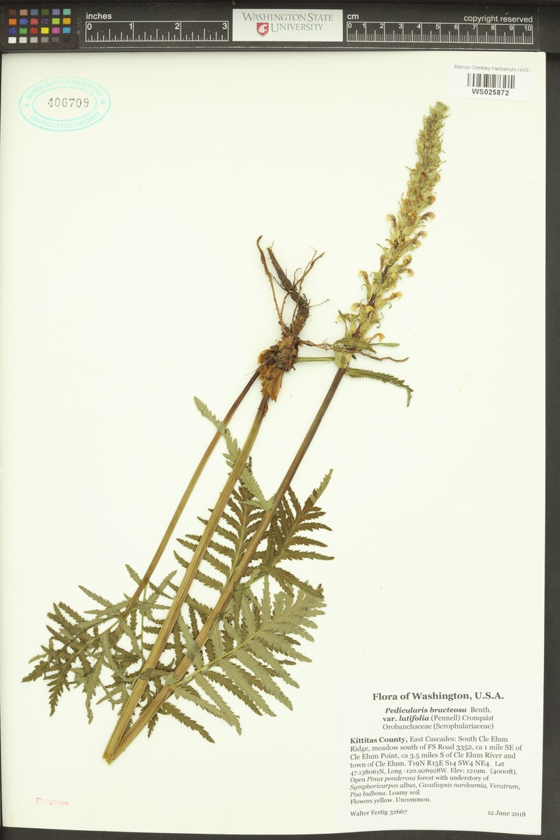 Pedicularis bracteosa var. latifolia photo 7