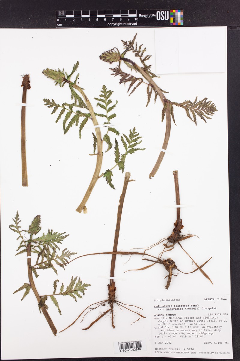 Pedicularis bracteosa var. pachyrhiza photo 2