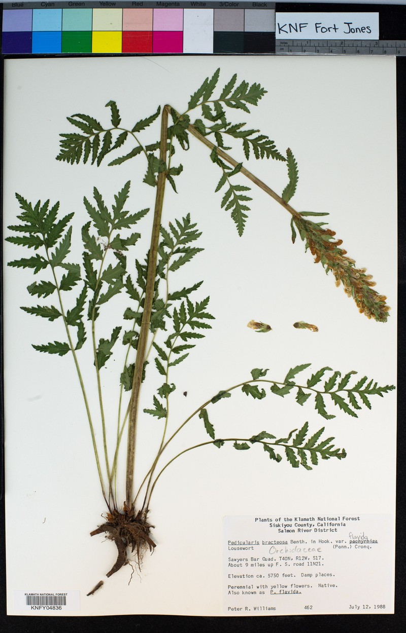 Pedicularis bracteosa var. pachyrhiza photo 3