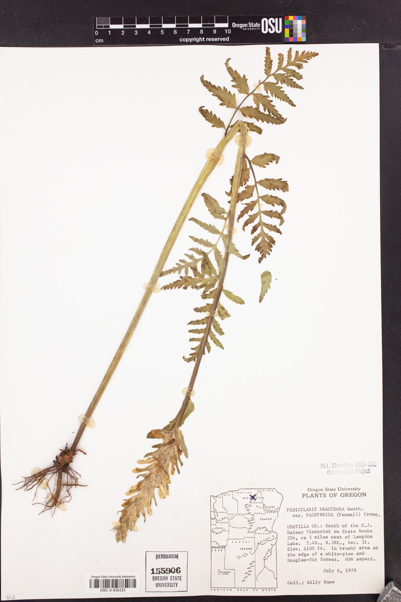 Pedicularis bracteosa var. pachyrhiza photo 4
