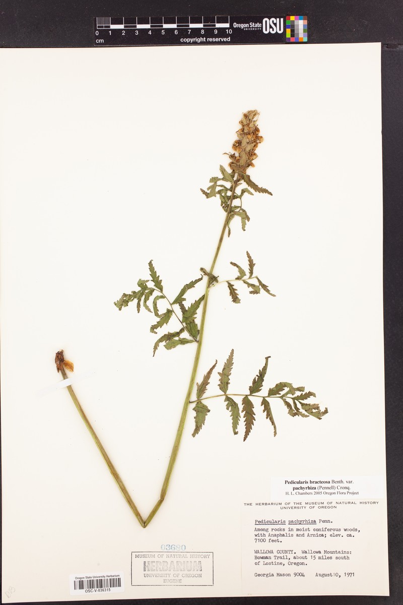 Pedicularis bracteosa var. pachyrhiza photo 5