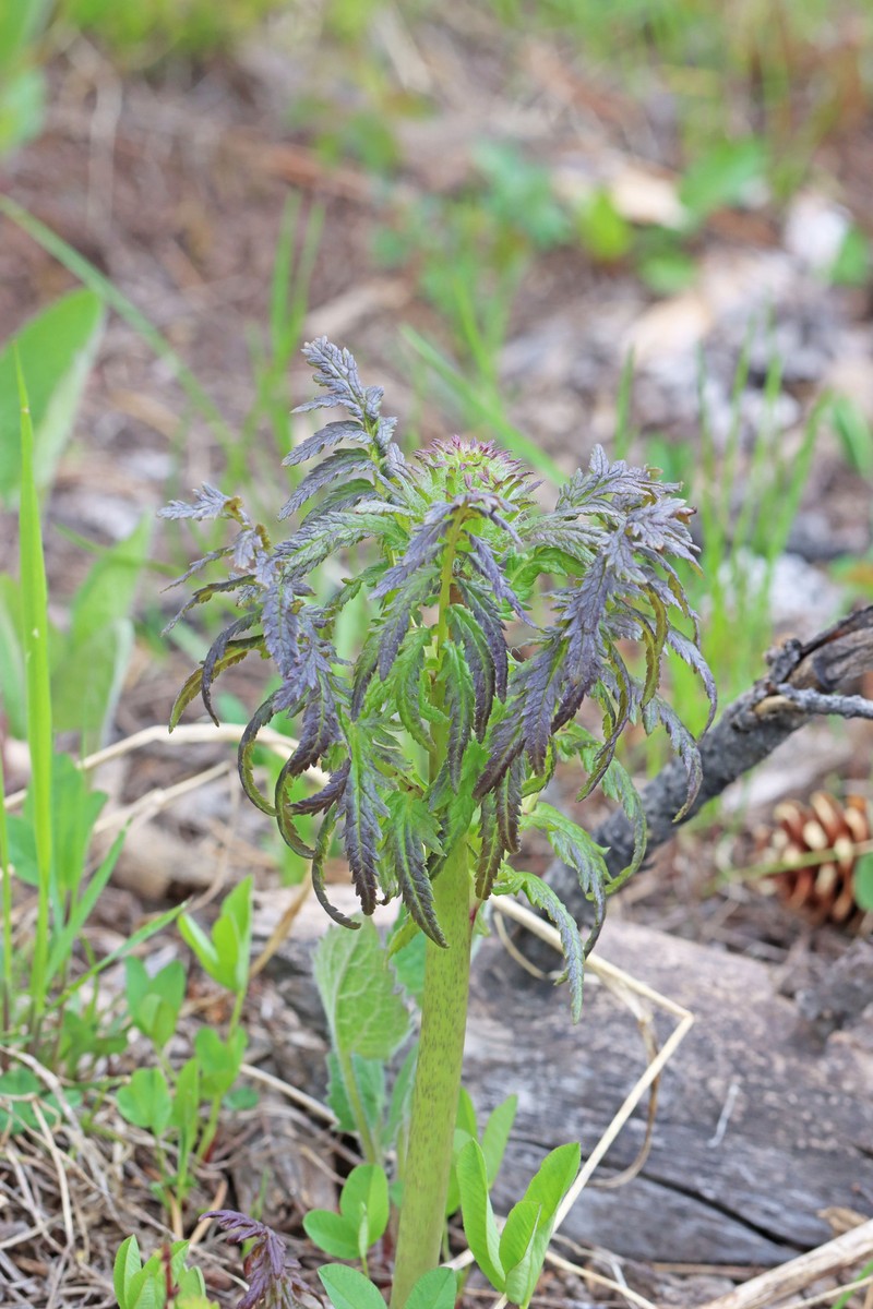 Pedicularis bracteosa var. paysoniana