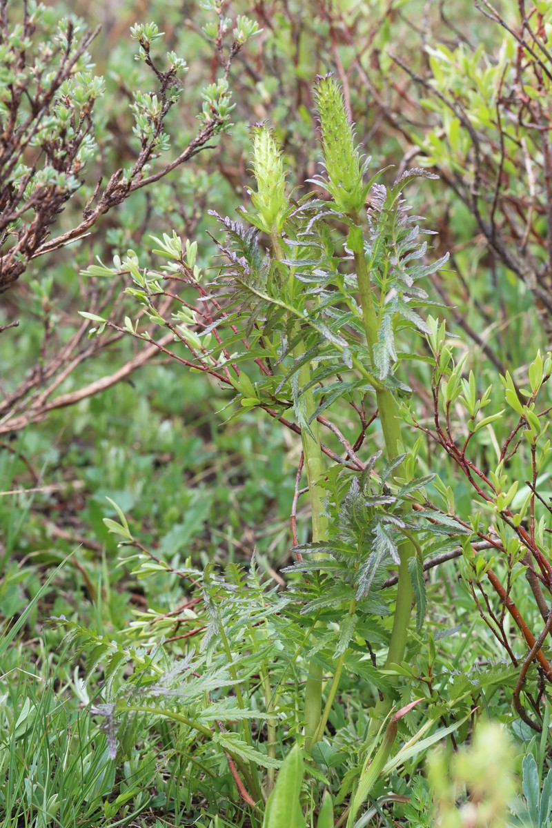 Pedicularis bracteosa var. paysoniana photo 2