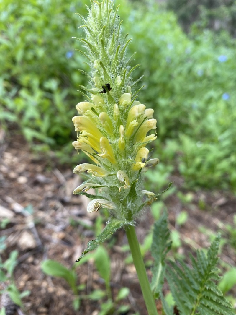 Pedicularis bracteosa var. paysoniana photo 3