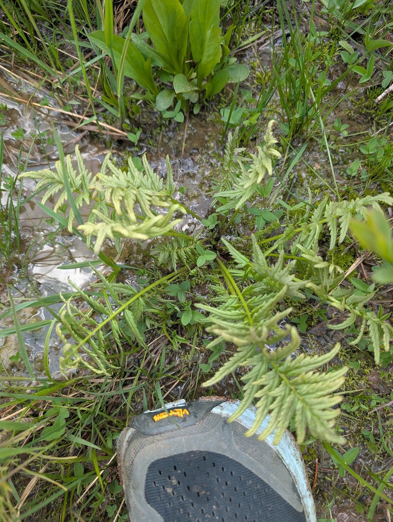 Pedicularis bracteosa var. paysoniana photo 4