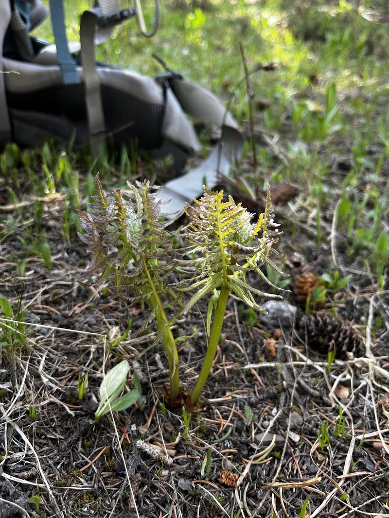Pedicularis bracteosa var. paysoniana photo 5