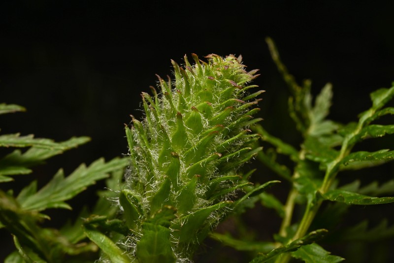 Pedicularis bracteosa var. paysoniana photo 6
