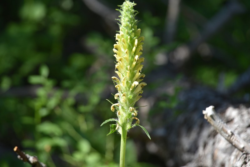 Pedicularis bracteosa var. paysoniana photo 7