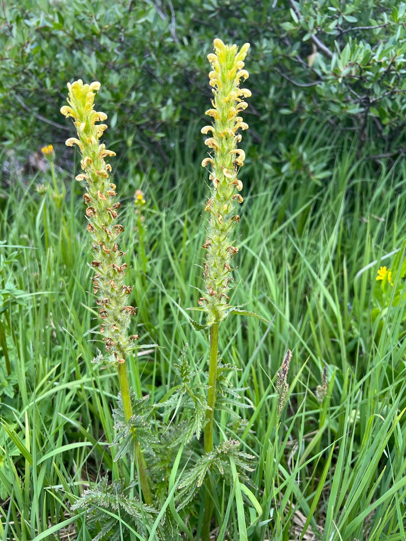 Pedicularis bracteosa var. paysoniana photo 8