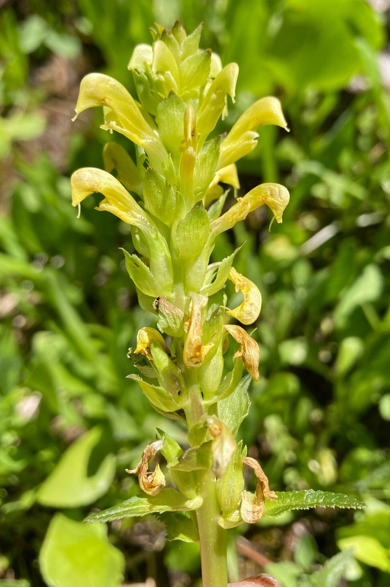 Pedicularis bracteosa var. siifolia