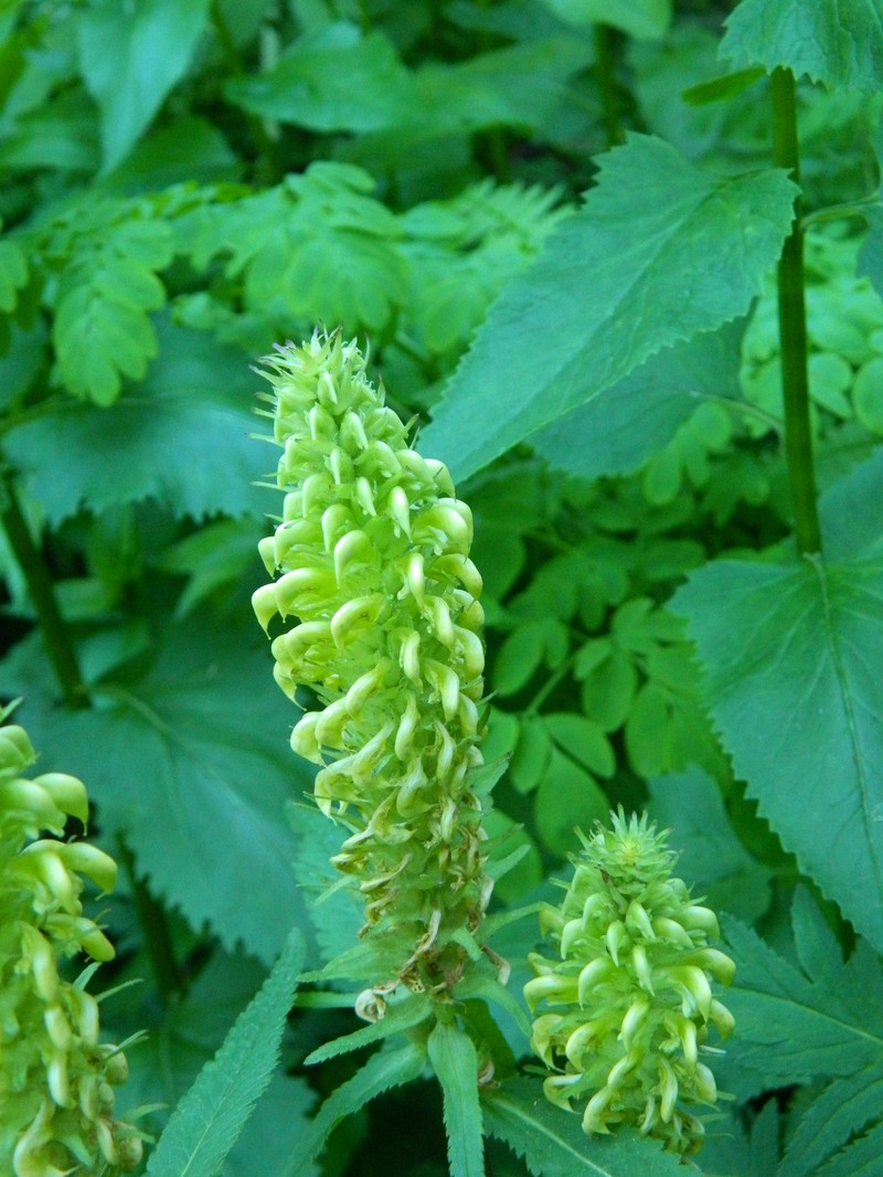 Pedicularis bracteosa var. siifolia photo 2