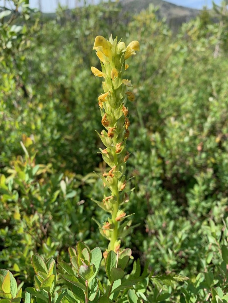 Pedicularis bracteosa var. siifolia photo 3