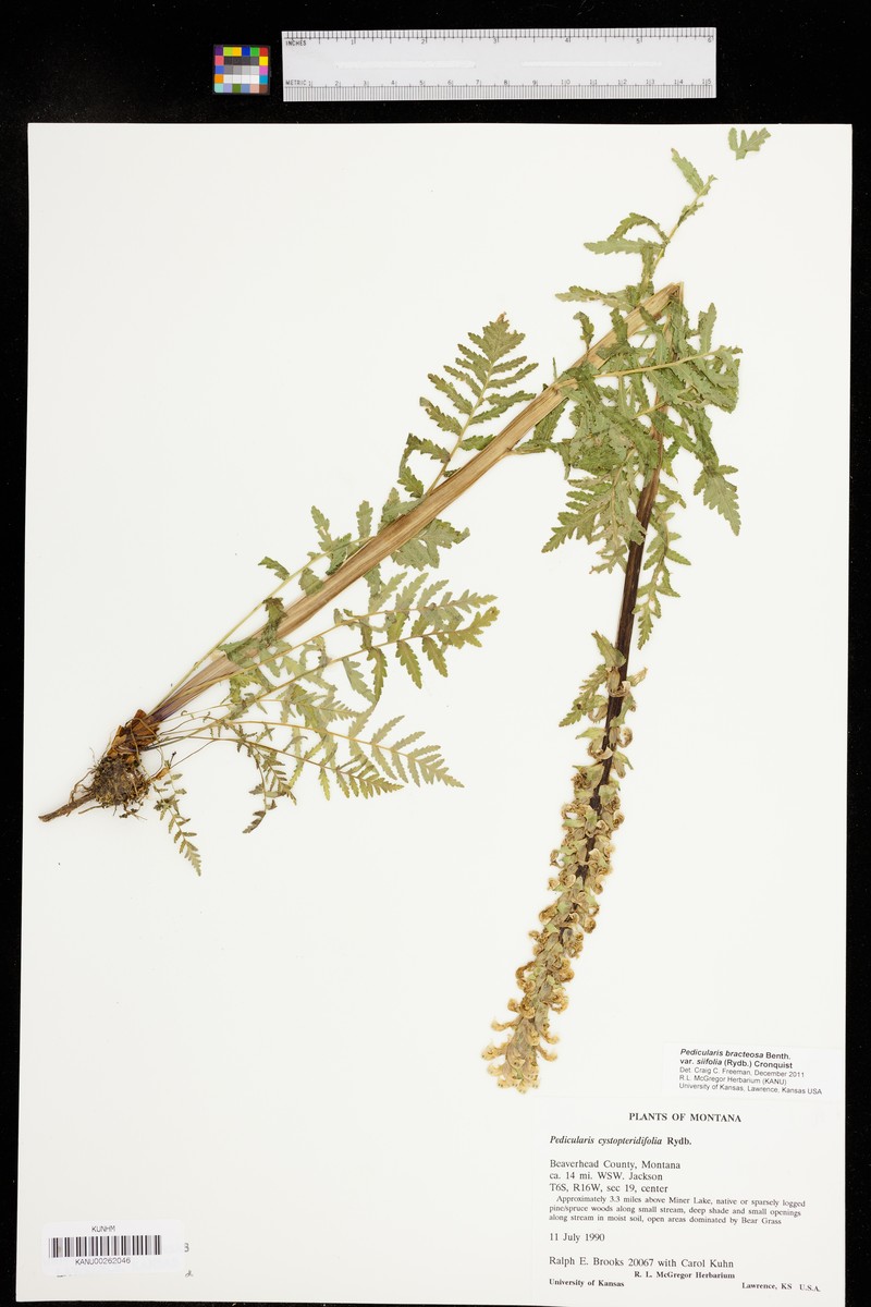 Pedicularis bracteosa var. siifolia photo 4