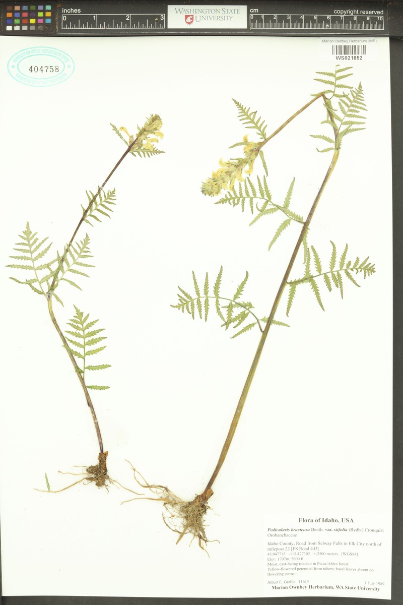 Pedicularis bracteosa var. siifolia photo 5