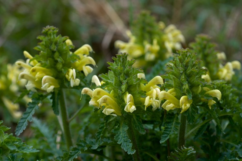Canadian Lousewort