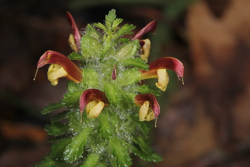 Canadian Lousewort photo 2